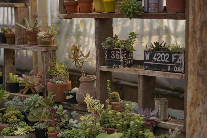Bringing the Garden Inside — Early Summer Greens