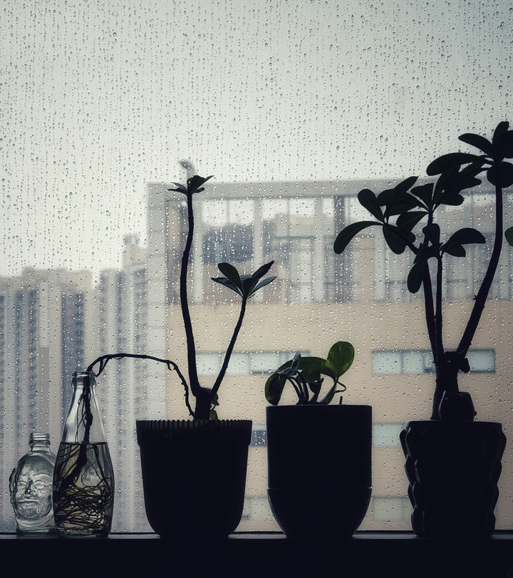 April Showers & Antique Power — Finding Beauty in Soft, Rainy Days