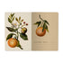 A5 Notebook -  Oranges and Blossoms