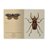 A5 Notebook -  Entomology
