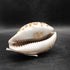 Lord's Prayer Cowrie Shell