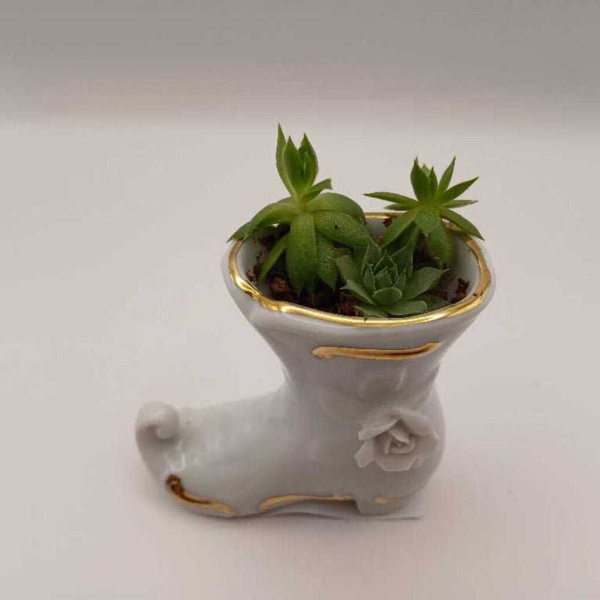 Victorian Boot Porcelain w/Succulent