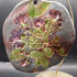 Clay Wall Art 'Katrina Rose' signed SBoyd
