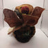 RARE Enchanted Ones Fairy Doll with Nest