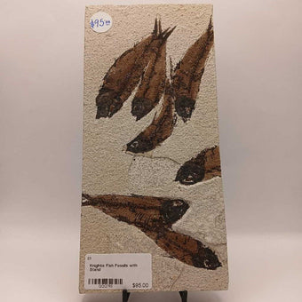Knightia Fish Fossils with Stand