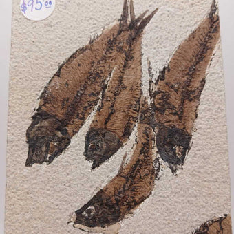 Knightia Fish Fossils with Stand