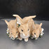 3 BUNNIES
