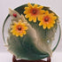 Sunflower teacup,plate with spoon and stand