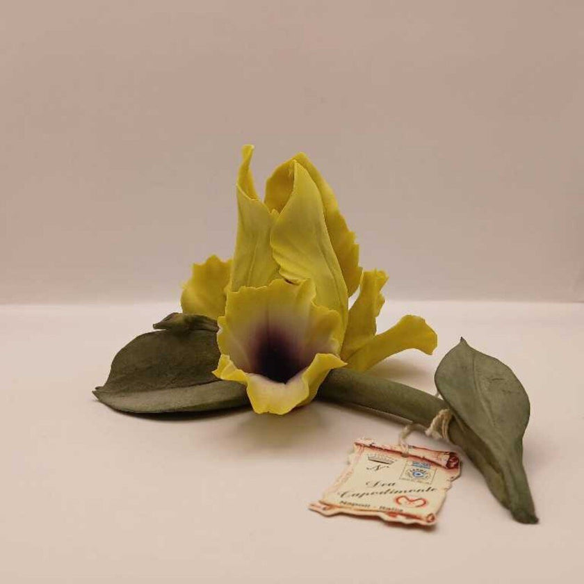Capodimonte iris