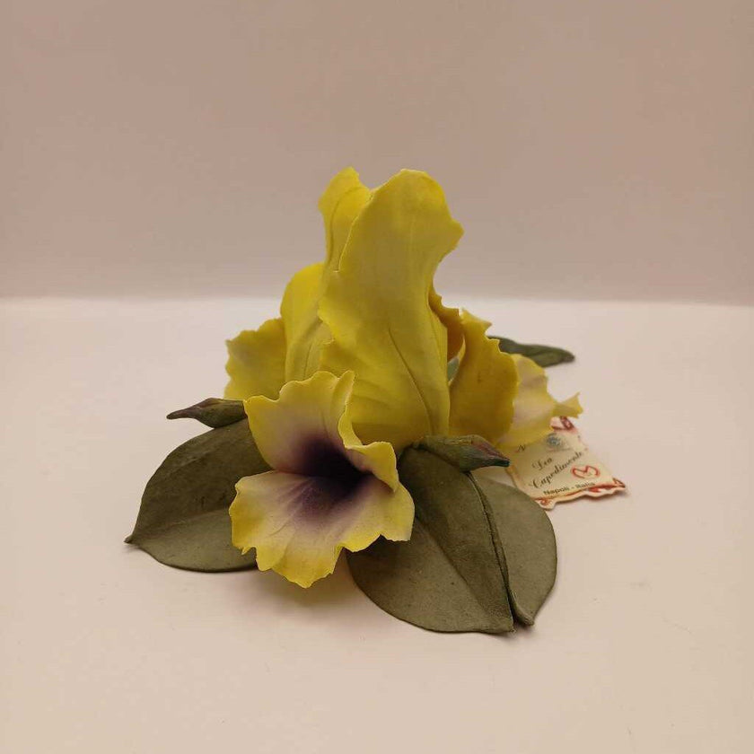 Capodimonte iris