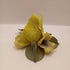 Capodimonte iris