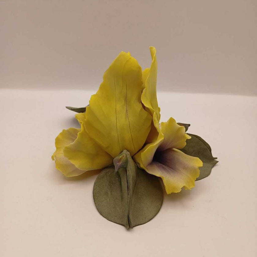 Capodimonte iris