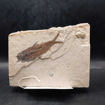 Fish & Snail fossil