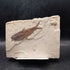 Fish & Snail fossil
