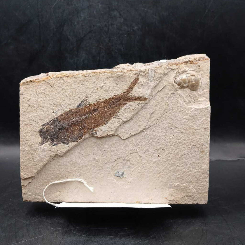 Fish & Snail fossil