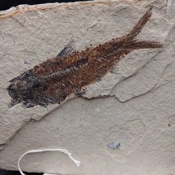 Fish & Snail fossil