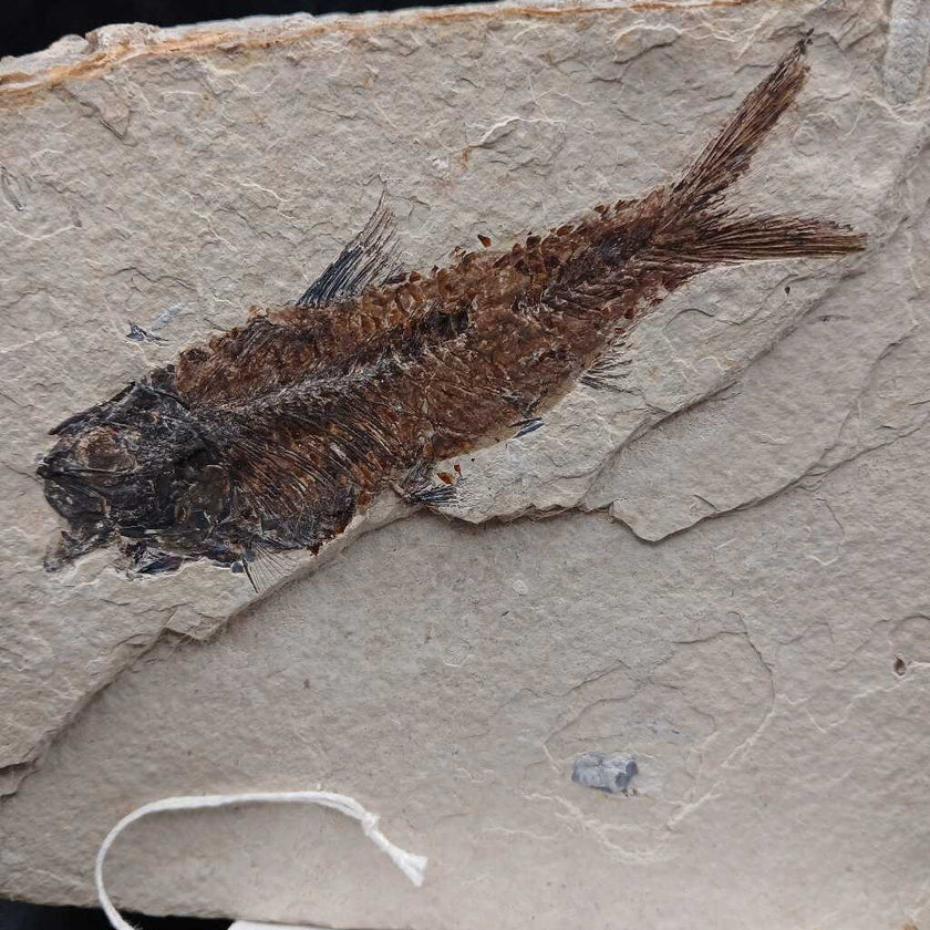 Fish & Snail fossil