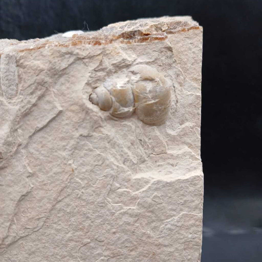 Fish & Snail fossil