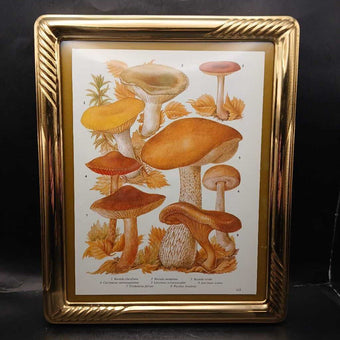 Vintage Solid Brass 8x10 Frame with Vintage Mushroom Print