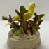 Yellow VTG Porcelain Canary Music Box