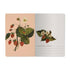 A5 Notebook - Wild Strawberry