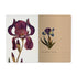 Irises